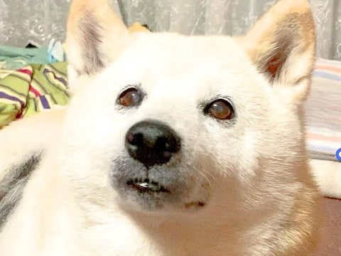 ひとりぼっちでお留守番していた犬…お母さんの帰宅に『喜びが限界突破する姿』が32万再生「はしゃぐの可愛すぎる」「嬉しそうな声ｗ」と絶賛