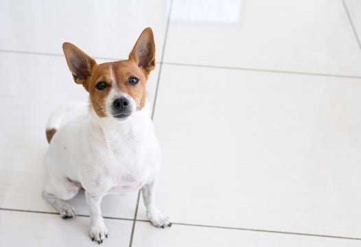 犬を『精神的に傷つける』タブー行為5選　愛犬がトラウマを抱える、飼い主の身勝手な行動とは？