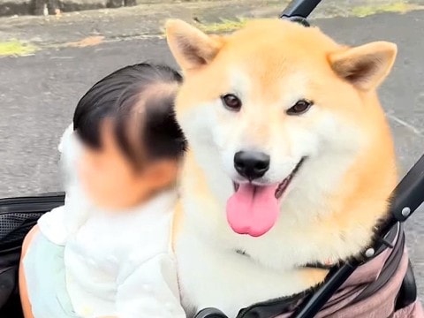 友達の赤ちゃんが遊びに来たら、家にいた犬が…心から優しい『まさかの対応』に19万再生の反響「尊すぎて涙出る」「平和な世界すぎる」と感動