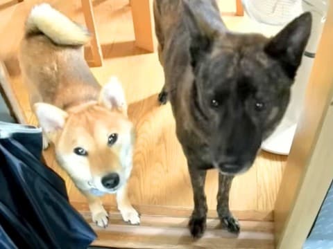 『台所には入っていけない』4年間守っていたルールを破った犬…まさか過ぎる『理由』が泣けると729万再生「かっこいい…」「忠誠心すごい」