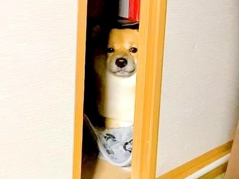 カミナリが鳴り響いたら、部屋にいた犬が…とてつもなく可愛い『まさかの避難姿』が503万再生「無の顔で草」「置物になってるｗ」と大絶賛