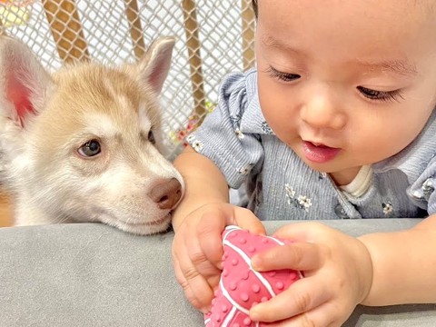 赤ちゃんにボール遊びを教えていたら、大型犬たちが…とんでもなく尊い『平和すぎるやり取り』が3万再生「すべてが愛おしい」「自然と笑顔に」