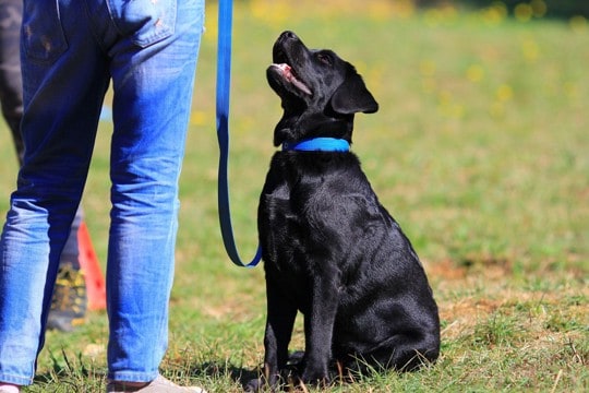 犬のしつけ『待て』は教えるべき？教えるメリットや注意点をドッグトレーナーが解説