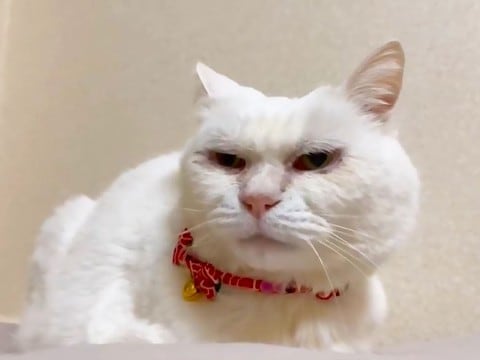 『11年飼われて、捨てられた老猫』処分寸前で保護→まさかの結末に『涙が止まらない』と3.9万再生「穏やかに過ごしてね」「幸せに…」