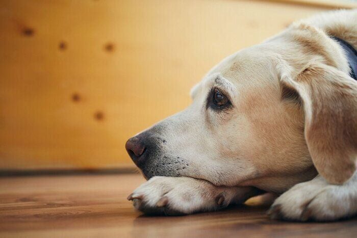 犬のストレスが原因で問題行動や病気をまねくことも!? 獣医師が詳しく解説