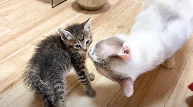 子猫がはじめて『大きな猫』を見た結果…微笑ましすぎる様子が3万1000再生を突破「ウルっときた」「なんて優しいんだ」の声も