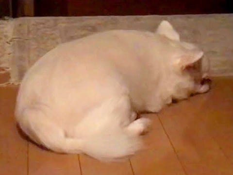 ママと子どもが実家に帰省してしまったら、犬が…想像以上に『元気がない光景』が泣けると51万再生「わかりやすいｗ」「犬ってホント感情豊か」