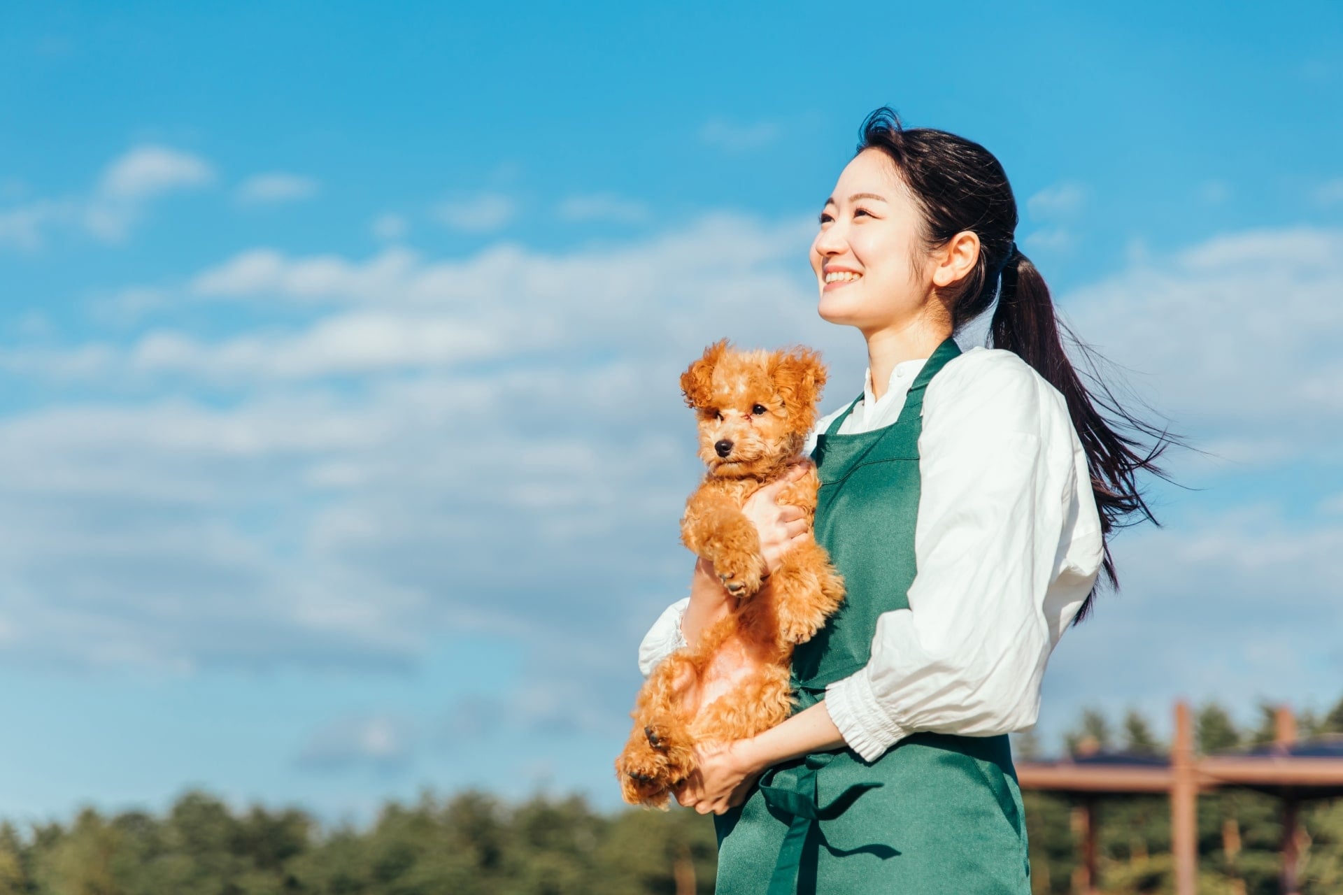 「飼育されている犬種」人気ランキング！　2位は「トイ・プードル」、1位は？【11月1日は犬の日】