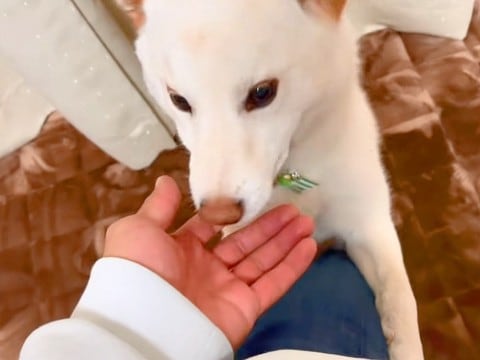 他の犬に浮気をして帰った結果、家にいた愛犬が…思った以上の『ブチギレ』が3万再生「妬いてるの可愛すぎ」「匂いで全部バレるｗ」と絶賛の声