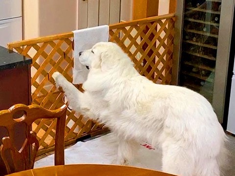 超大型犬が『おやつが少ないです』とお母さんに訴えたら…『微笑ましすぎる結末』が32万再生「意思強くて草」「さすがの交渉術ｗ」と爆笑