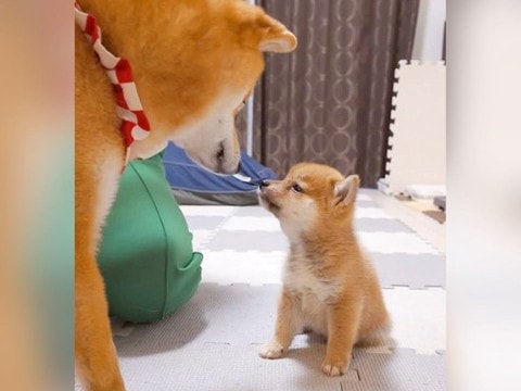 赤ちゃん犬に『お手』を教えていたら、先輩犬が…まさかの『指導する瞬間』が193万再生「カッコイイお兄ちゃん」「教えてあげるの天才」と称賛