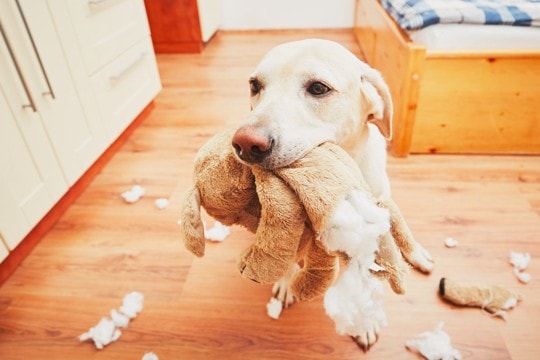 犬がおもちゃを壊してしまうのはなぜ？　その3つの理由から対策方法までご紹介