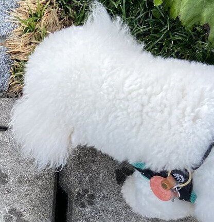 「雨上がりの散歩道にかわいい肉球スタンプが！」愛犬たちの歩いた道に小さな花びらのような模様があった