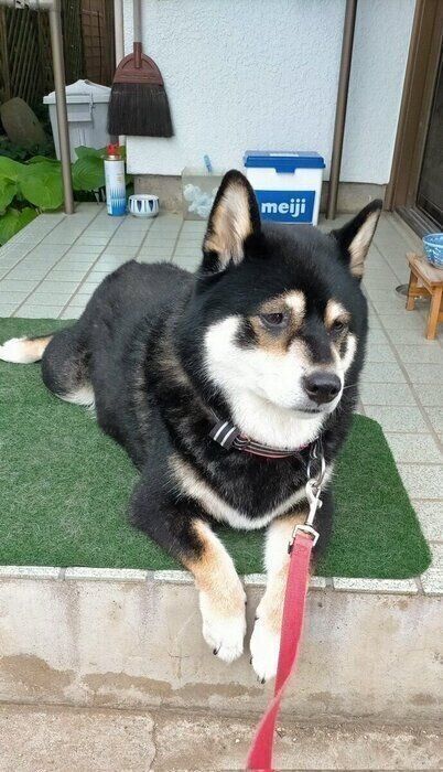 なぜか“困り顔”をする柴犬→飼い主さんがSNSに投稿すると約12万件もの「いいね」が集まり話題に