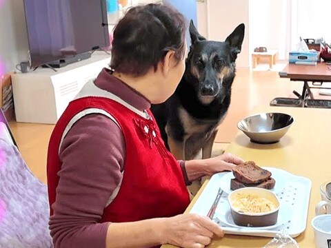 朝、実家のおばあちゃんに大型犬を預けた結果…ランチタイムで見せた『まさかの光景』が9万再生「本当の孫みたい」「最高に癒される」と大絶賛