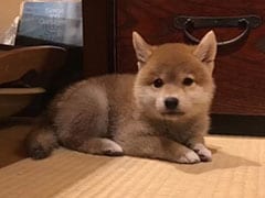 あるとき突然「まゆげ犬」になった柴犬　爆笑必至な“ビフォーアフター“が190万再生　飼い主に“現在の様子”を聞いた