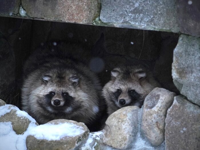 冬だから見ることが出来るリアルな表情も…円山動物園でどうぶつたちをスケッチ