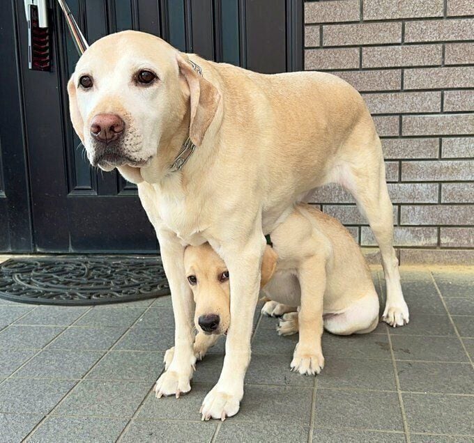 お散歩デビューした大型犬の子犬 初めての“外の世界”につい先住犬の下に隠れてしまう