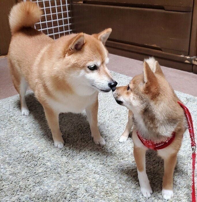 初めてのお鼻クンクン！先住犬と新入り子犬の出会って3日目の尊い瞬間