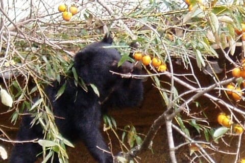 「クマが来るから柿の木を切って」近所からの要望、無視して被害があったら賠償請求される？