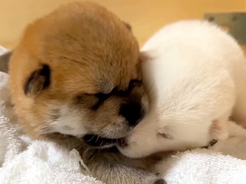 生まれて15日の赤ちゃん犬たちが、ついに…悶絶必至の『目が開く瞬間』が尊すぎると12万再生「かわいすぎて泣いた」「もはやぬいぐるみ」