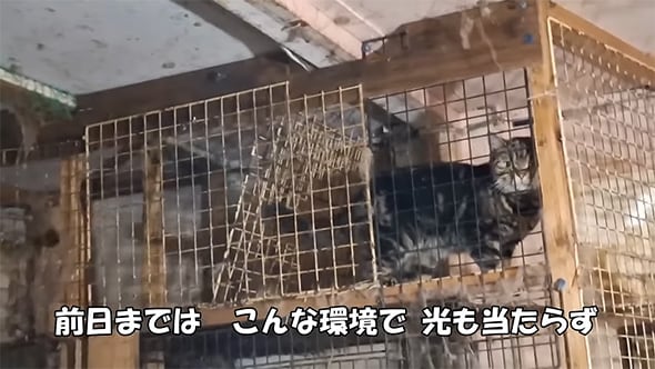 ブリーダーに何度も産まされ歩くことさえ許されなかった母猫たち、初めて日の光を浴びて思わず……　涙こぼれる行動に「心が痛い」「動物は物じゃない」