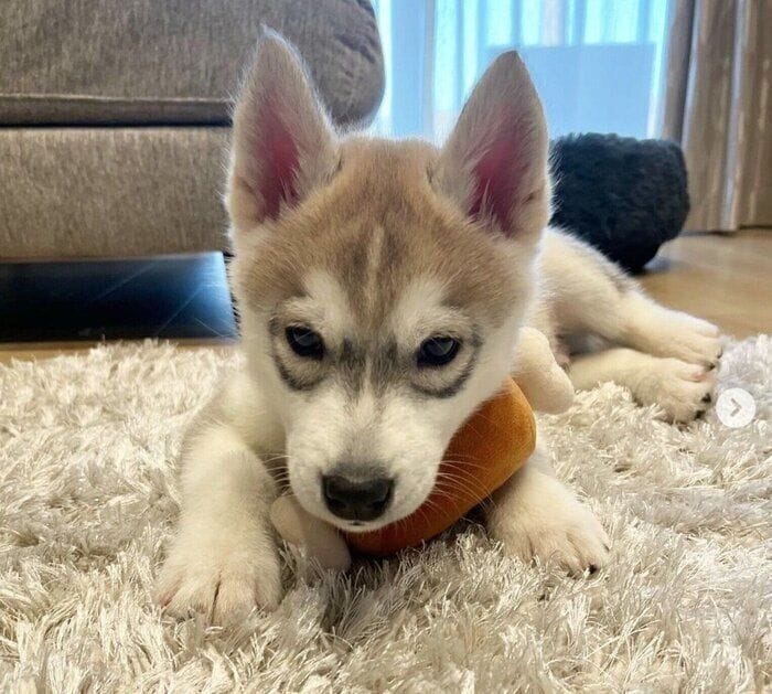 初めてもらったおもちゃで遊ぶ小さな子犬が1才に！→見た目も行動面も成長したおとなのハスキーに成長中！