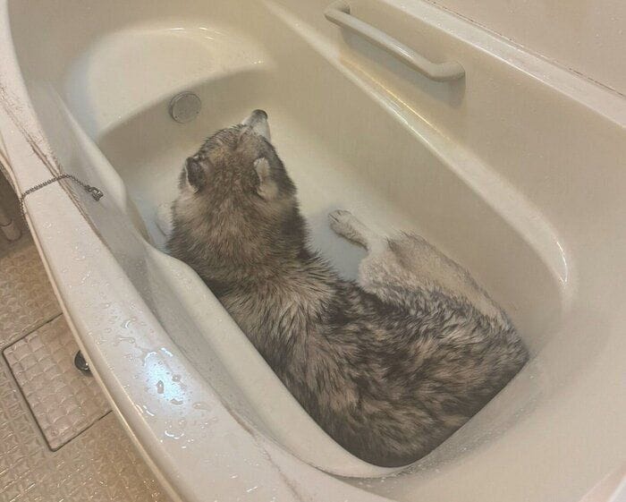 飼い主が「はよ出てくれ」と思った光景！→お風呂上がりに空の浴槽でまったりくつろぐハスキーに思わずクスッ！