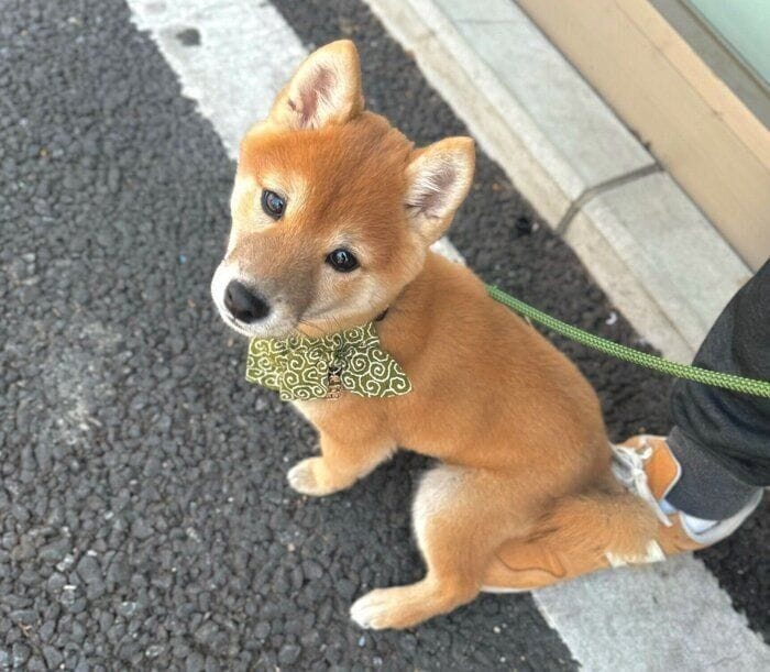 「飼い主の足の上」に“ちょこん”と腰かける子犬 散歩デビューして間もないころの可愛い姿に悶絶！