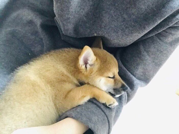 膝の上で眠る子犬を見て、「幸せにする」と誓ったお迎え初日→4年の月日を共にし「無償の愛と信頼を向けてくれる存在」に