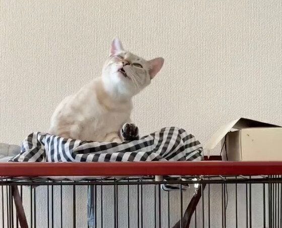 優雅に毛づくろいしていた猫→突然「へぇっ！」の顔でフリーズ!? 「くしゃみが出そうな顔」にクスッ