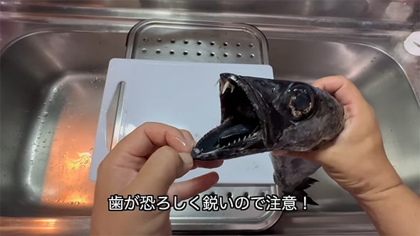 腹の中まで真っ黒な“謎の深海魚”を捕獲→食べてみた　“衝撃的な食レポ”に「学びがあるのにめちゃめちゃ面白い」