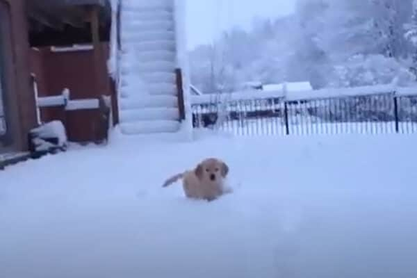 顔面ダ～イブ！！初めての子犬の“雪遊び”に「かわいすぎる」「癒されちゃう…」超絶キュートな姿に視聴者メロメロ