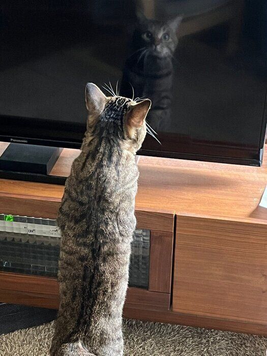 映っているのは自分だよ！ テレビの黒い画面をのぞきこむ猫がかわいい