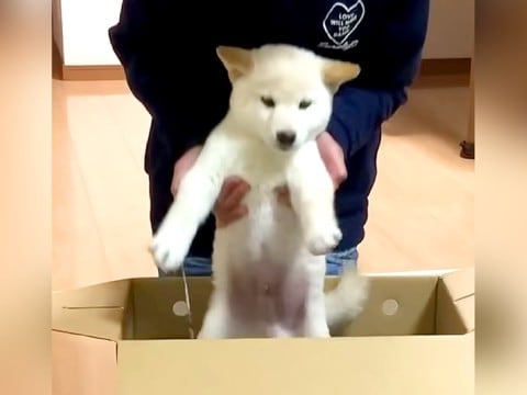 子どもに内緒で『赤ちゃん犬を飼った』結果…箱を開けた瞬間の『尊すぎるリアクション』が379万再生「静かな声で喜ぶの優しい」「愛が伝わる」