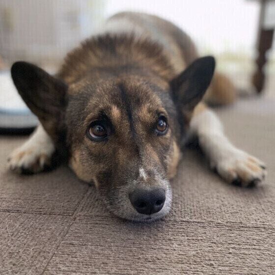 犬が「上目遣い」で飼い主さんを見つめる理由 目で訴えている！？