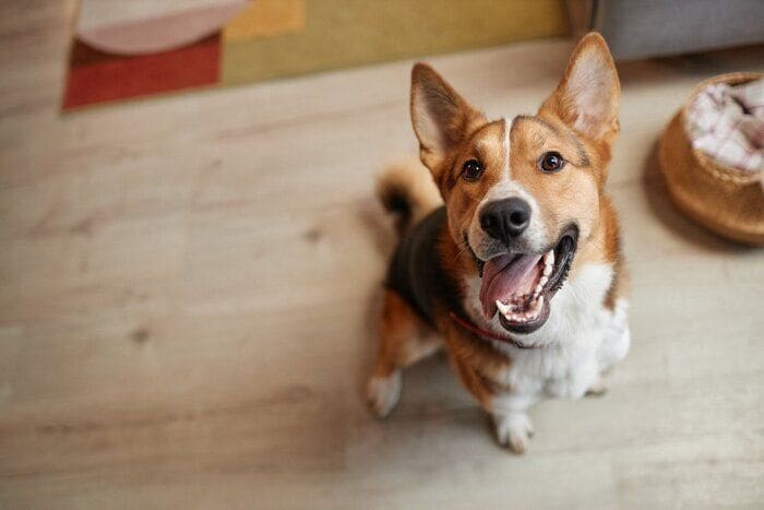 「沈黙の臓器」だから気づきにくい 知っておきたい犬の膵炎