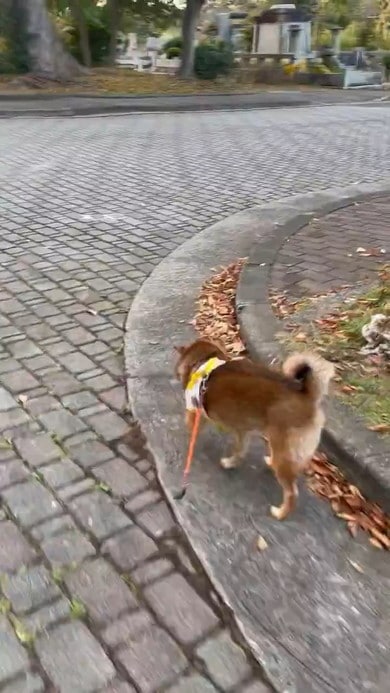 「さりげなくもかっこいい」柴犬の歩道への移りかた　見慣れないシャープな動きに「ドリフトしてますな」「ゲームのRTAみたい」346万表示