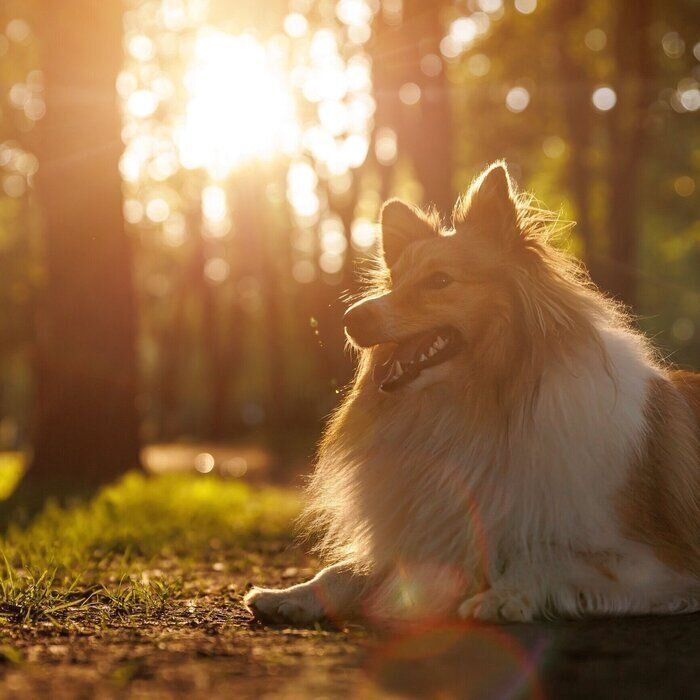 愛犬のために知っておきたい！もしもの時に備える「犬のがん」について