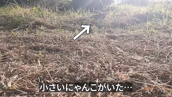 愛犬たちがフラフラの子猫を発見→保護してみると体に“不思議な傷”があり……　衝撃の過去発覚に「めぐり逢えてよかった」「運命ですね」