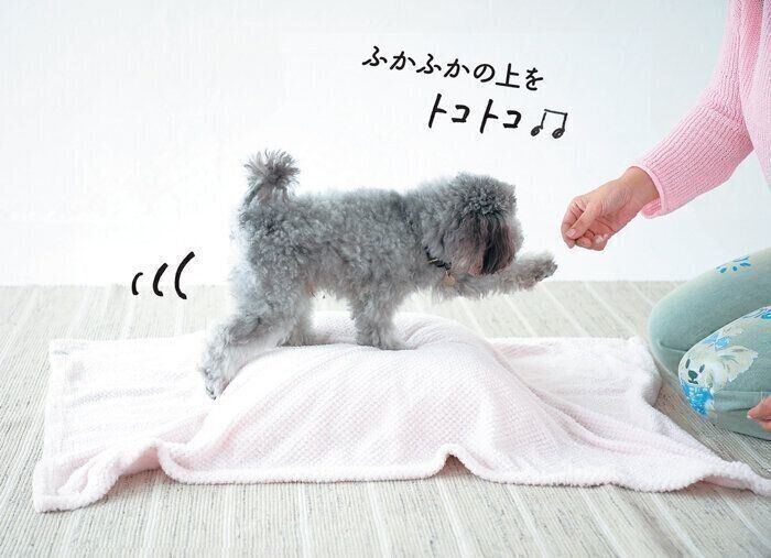 愛犬が一生歩けるように「3才から始めるトレーニング」