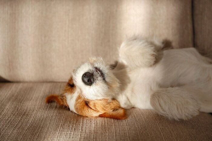 病気や不調のサインかも？寝ている犬の気になるしぐさを獣医師が解説