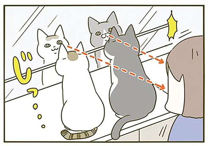 ゾッ...うちの猫は鏡を見るのが好き。その「理由」に気づいて／うちの猫がまた変なことしてる。2