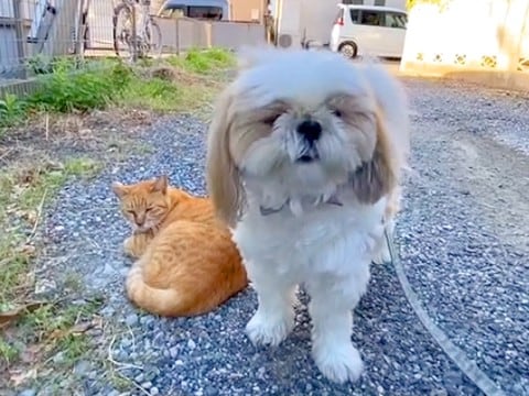 お散歩中、犬が『大好きな猫ちゃん』と久しぶりに会った結果…嬉しいのに戸惑う『もどかしい姿』が話題に「もじもじしてて草」「癒ししかない」