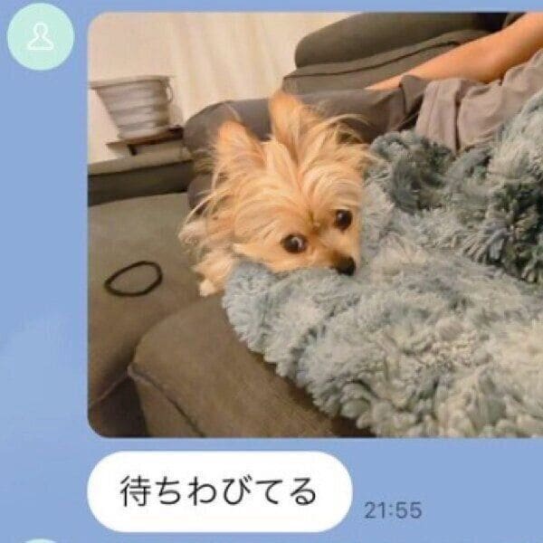 残業中に夫から届いたLINEに映る“飼い主を待つ愛犬”の姿に感動！「大好き」「泣いた」との反響が続出！