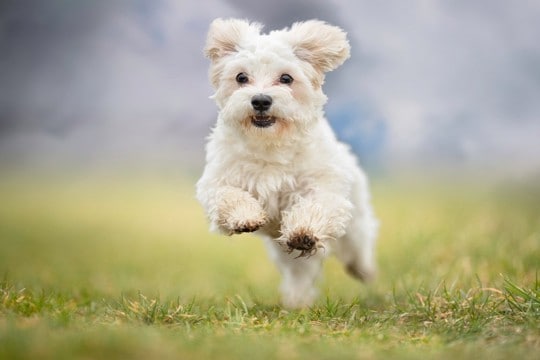 犬に運動を絶対させてはいけないタイミング4つ　楽しそうでもダメ！その理由と適切な対処法をご紹介