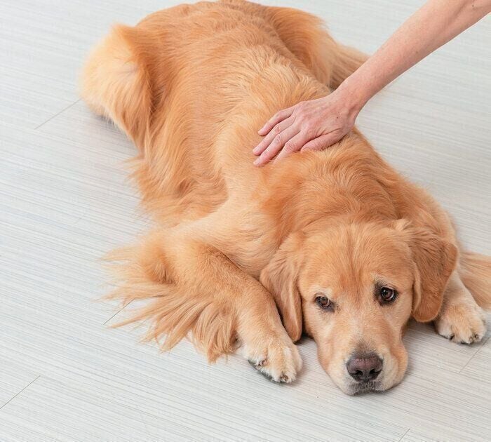 犬が「とろけるなで方」とは？なで方の鉄則