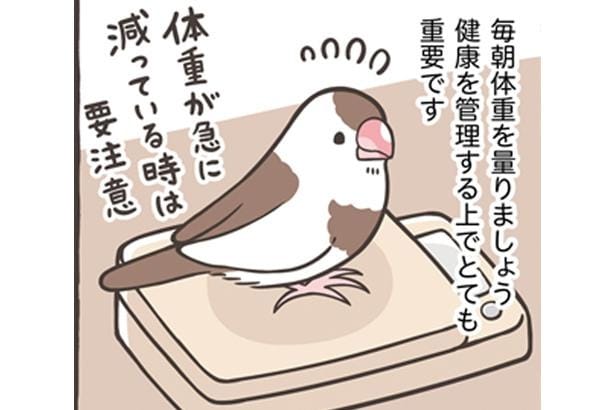 【漫画】ご飯を食べたふりや元気なように演技をする小鳥に要注意!?体重が減ったときの注意点を説明【作者に聞く】