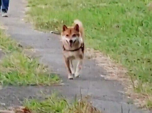 これぞ“手ブレ防止”ならぬ“顔ブレ防止”!? 飼い主さんに向かって笑顔で全力疾走する姿に思わずキュン！