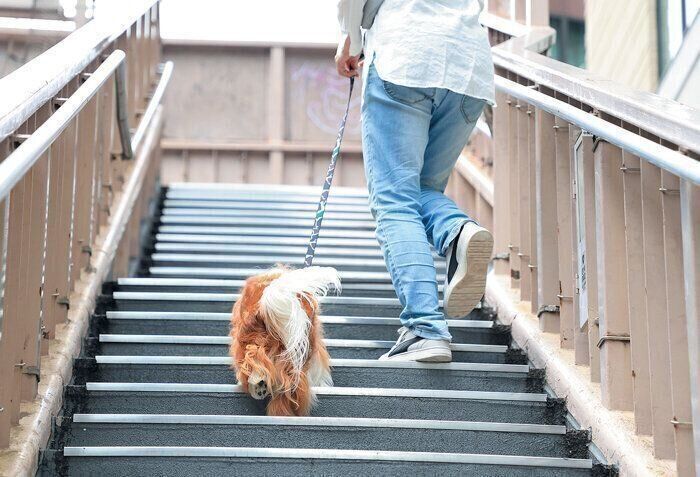 老化は後ろ足から始まる！愛犬の健康を守るための「後ろもも筋」ケア方法を解説！